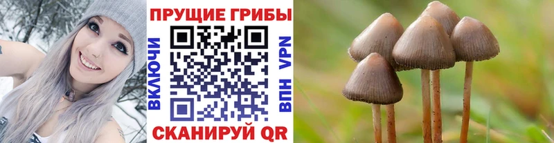 Галлюциногенные грибы Psilocybe  kraken ТОР  даркнет состав  Суджа 